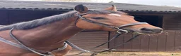 Irish Thoroughbred horses for sale: Kodi - The one with the WOW  - Advert 2