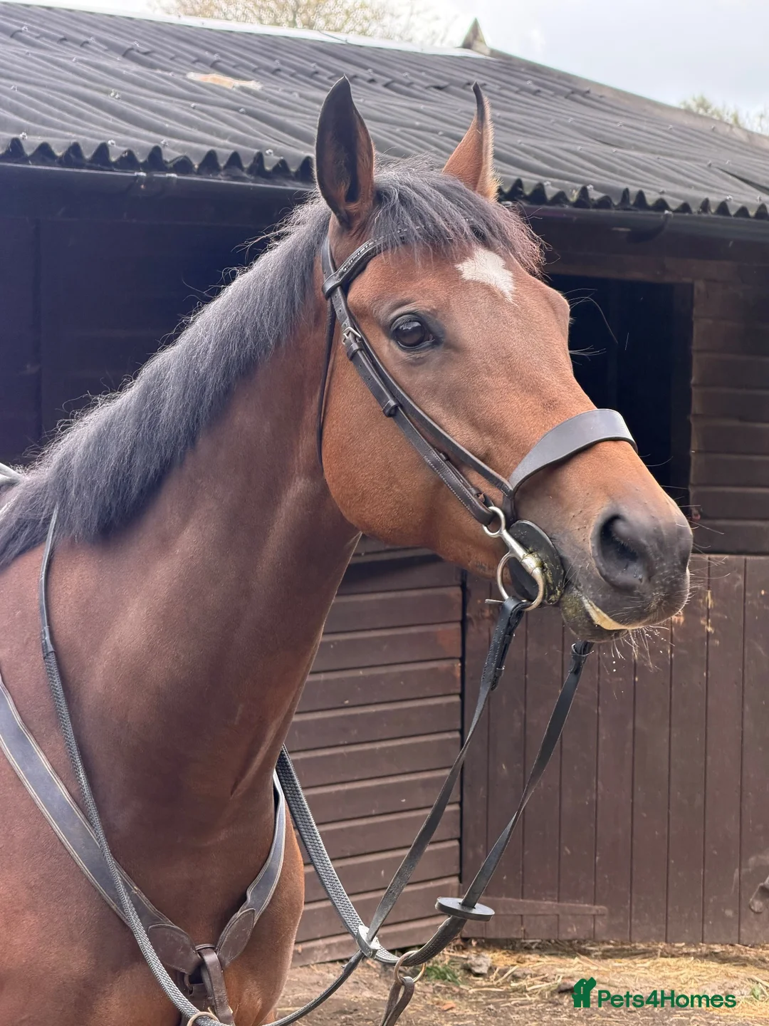 Irish Thoroughbred horses for sale: Kodi - The one with the WOW  - Advert 2