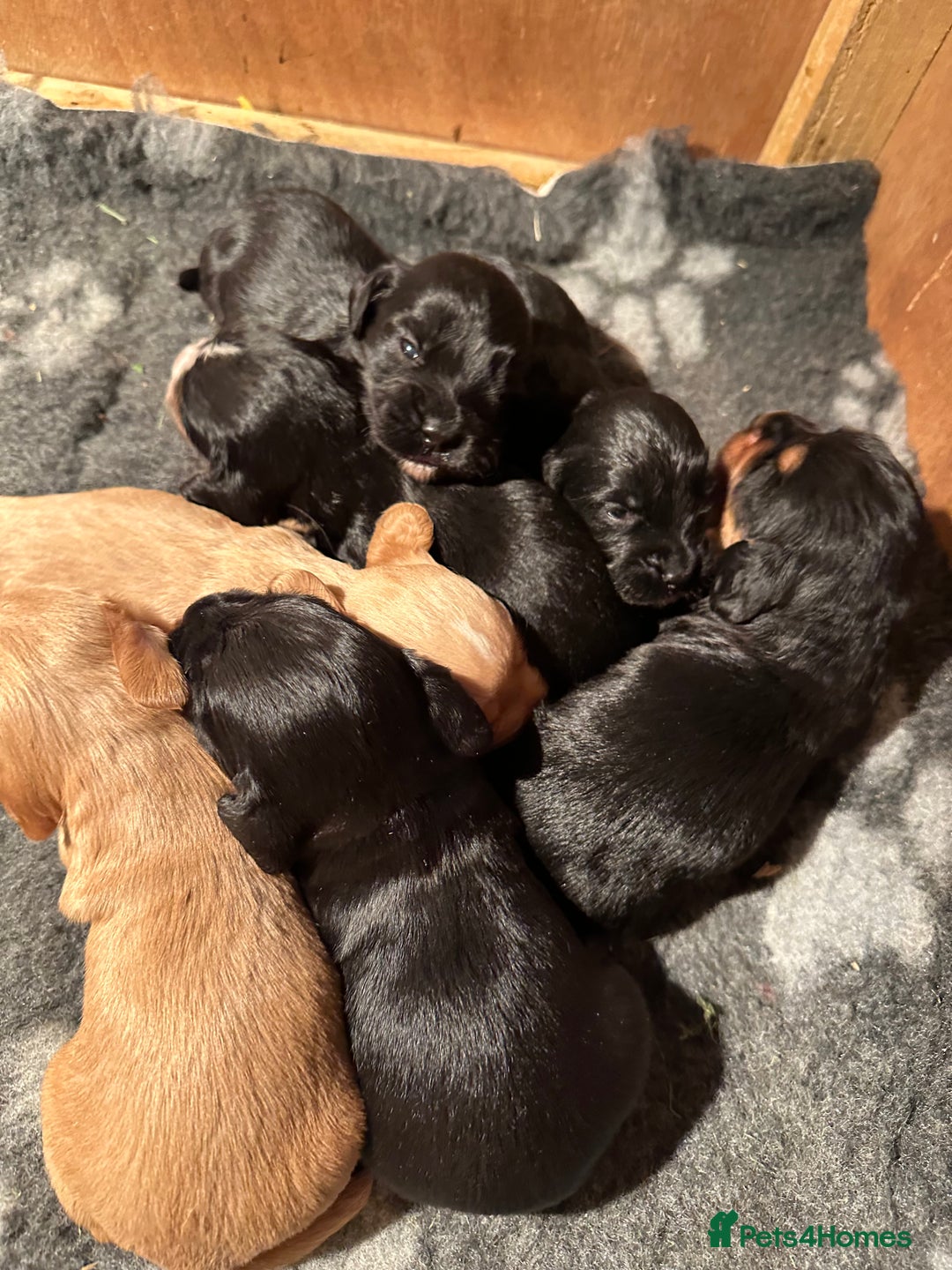 Cocker Spaniel dogs for sale: Kennel Club reg’d Cocker Puppies - Image 15