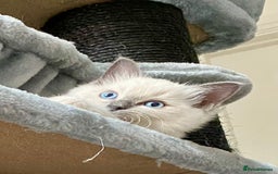 Ragdoll cats for sale: Outstanding TICA reg Kittens – Champion Bloodlines - Image 8
