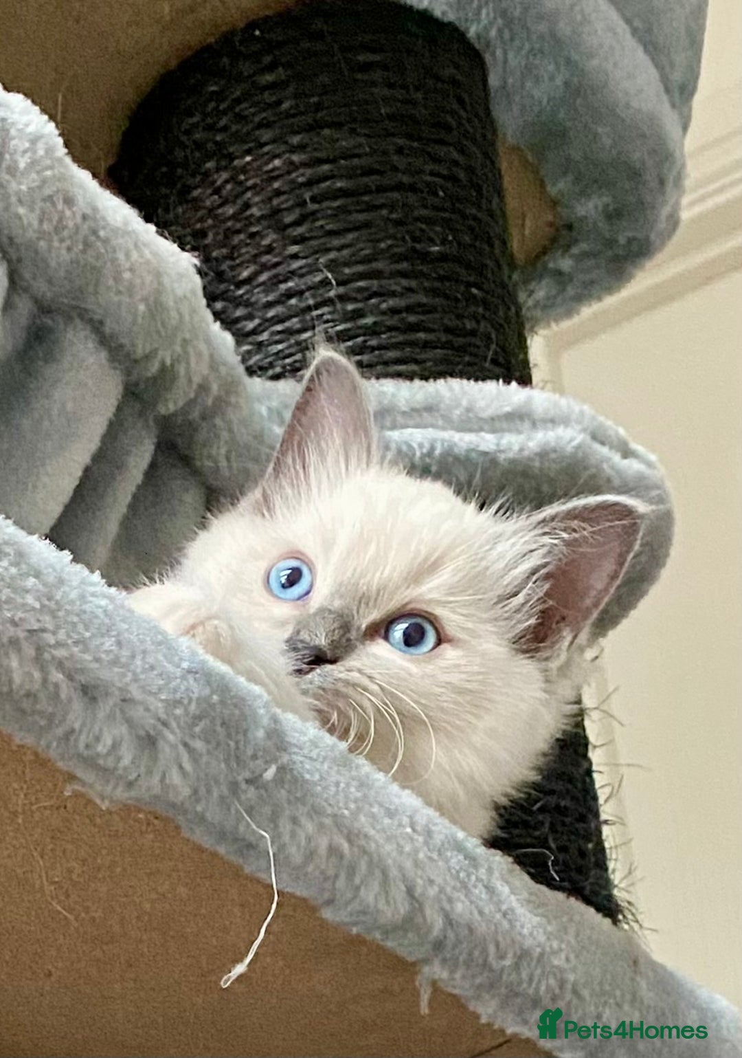 Ragdoll cats for sale: Outstanding TICA reg Kittens – Champion Bloodlines - Image 8
