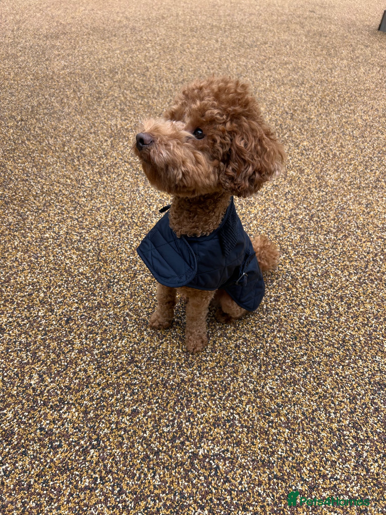 Toy Poodle dogs STUD TOY POODLE KC REGISTERED  - Advert 5