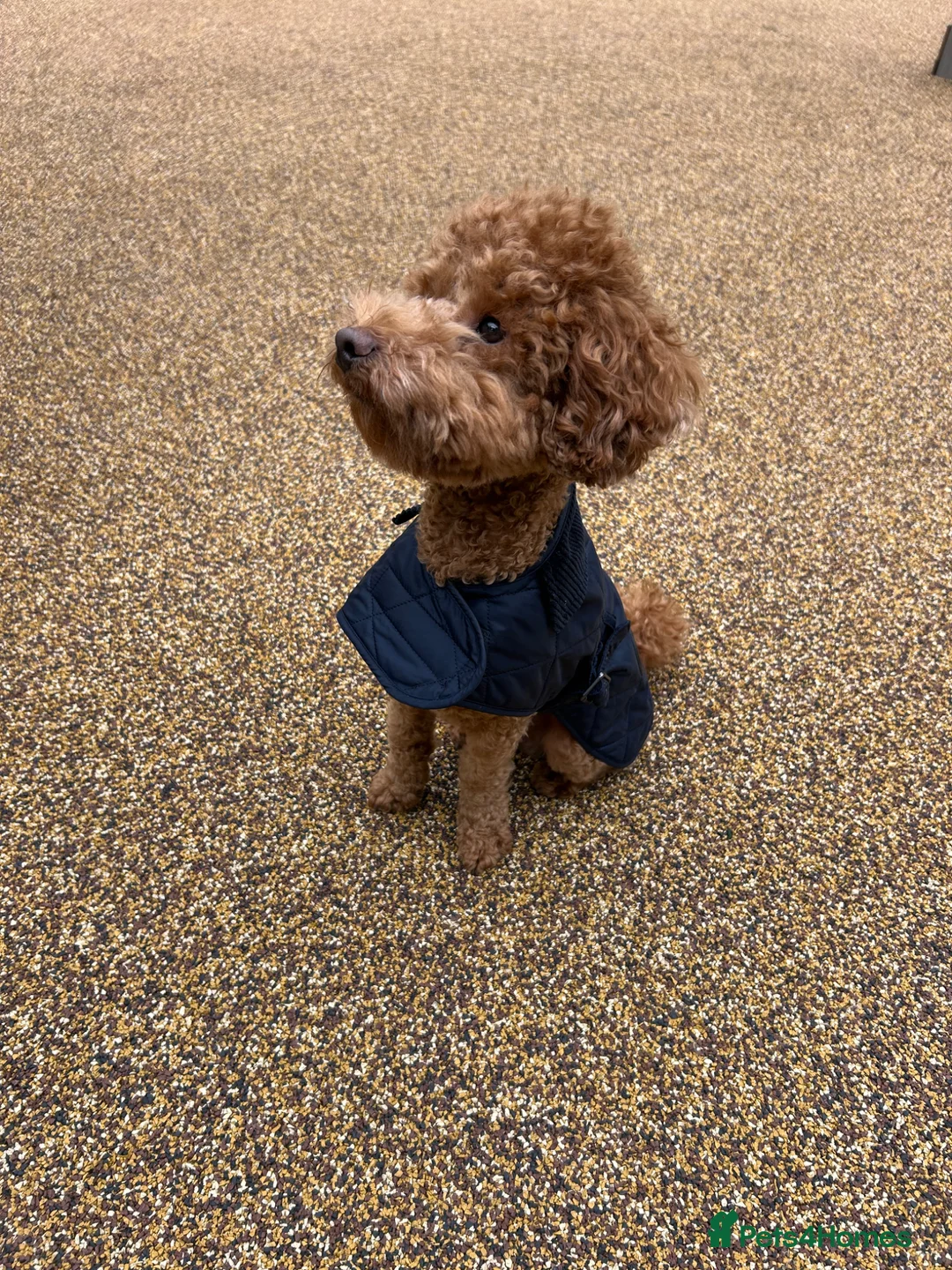 Toy Poodle dogs for stud: STUD TOY POODLE KC REGISTERED  - Advert 1