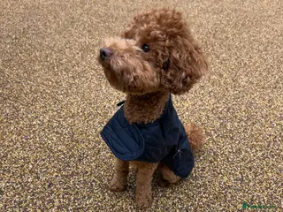 Toy Poodle dogs STUD TOY POODLE KC REGISTERED - Advert 5