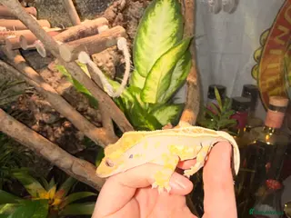 Gecko reptiles Baby Harley crested gecko and tarantula - Advert 2