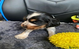 Cocker Spaniel dogs for sale: Show Cocel Spaniel- K.C. Reg. - Image 4