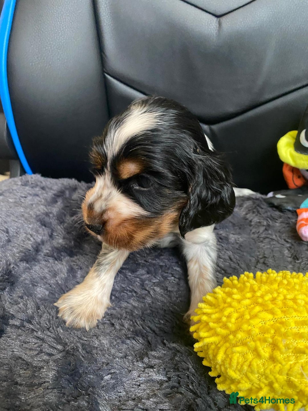 Cocker Spaniel dogs for sale: Show Cocel Spaniel- K.C. Reg. - Image 4