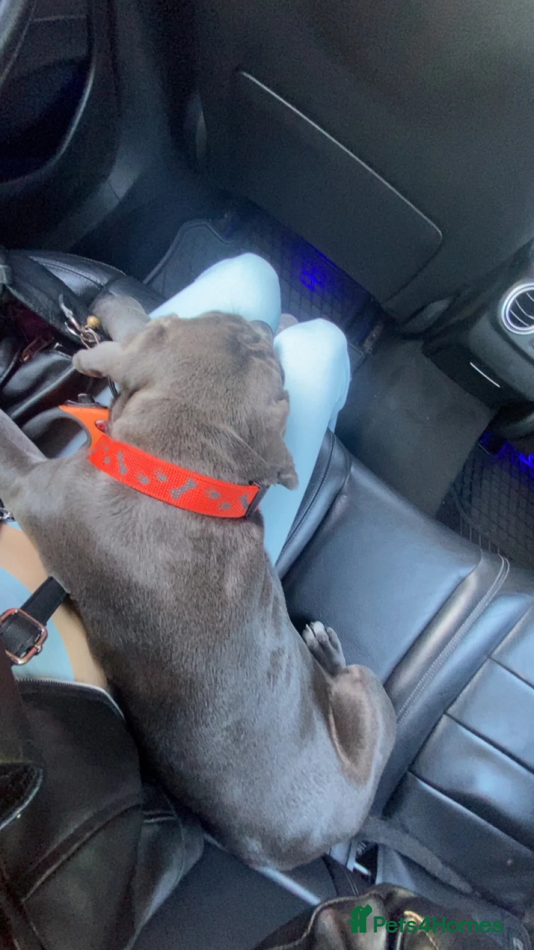 Cane Corso dogs for sale: Female cane corso  - Advert 2