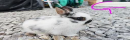 Netherland Dwarf rabbits for sale: Netherland dwarfs - Advert 8