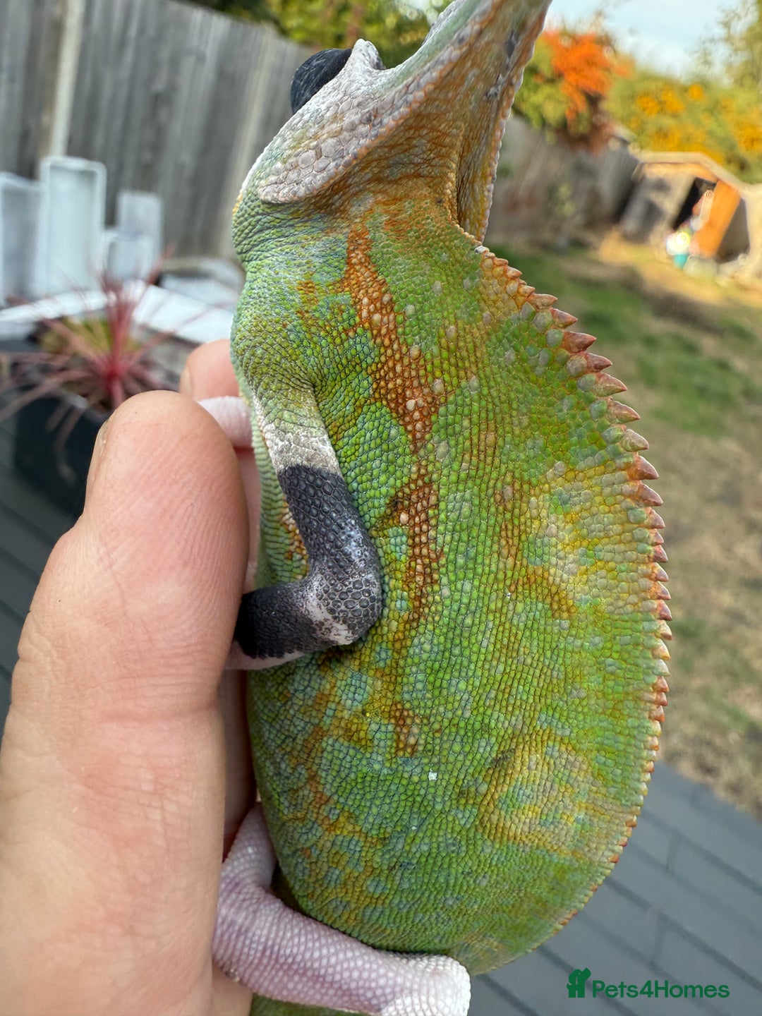 Chameleon reptiles for sale: Chameleon  - Image 5
