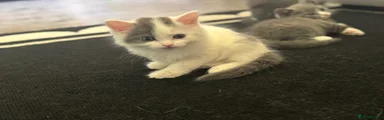 Domestic Shorthair 1