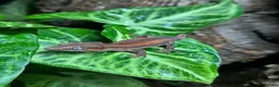 Gecko reptiles for sale: Juvenile Gargoyle Geckos - Advert 5