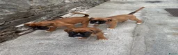 Boxer dogs for sale: charthaihen boxers - Advert 7