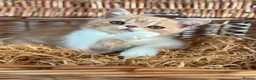 Exotic cats for sale: Stunning exotic kittens high quality m - Advert 28