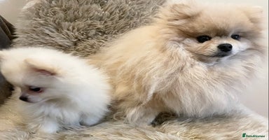 Pomeranian dogs Adorable KC Registered beautiful babies  - Advert 10