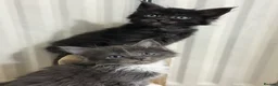 Maine Coon cats for sale: Black Smoke Maine Coon TICA Reg Ready April - Advert 8