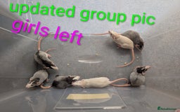 Rat rodents for sale: Adorable dumbo babies  - Image 2