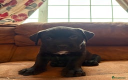 Mixed Breed dogs for sale: Bullador puppies  - Image 4