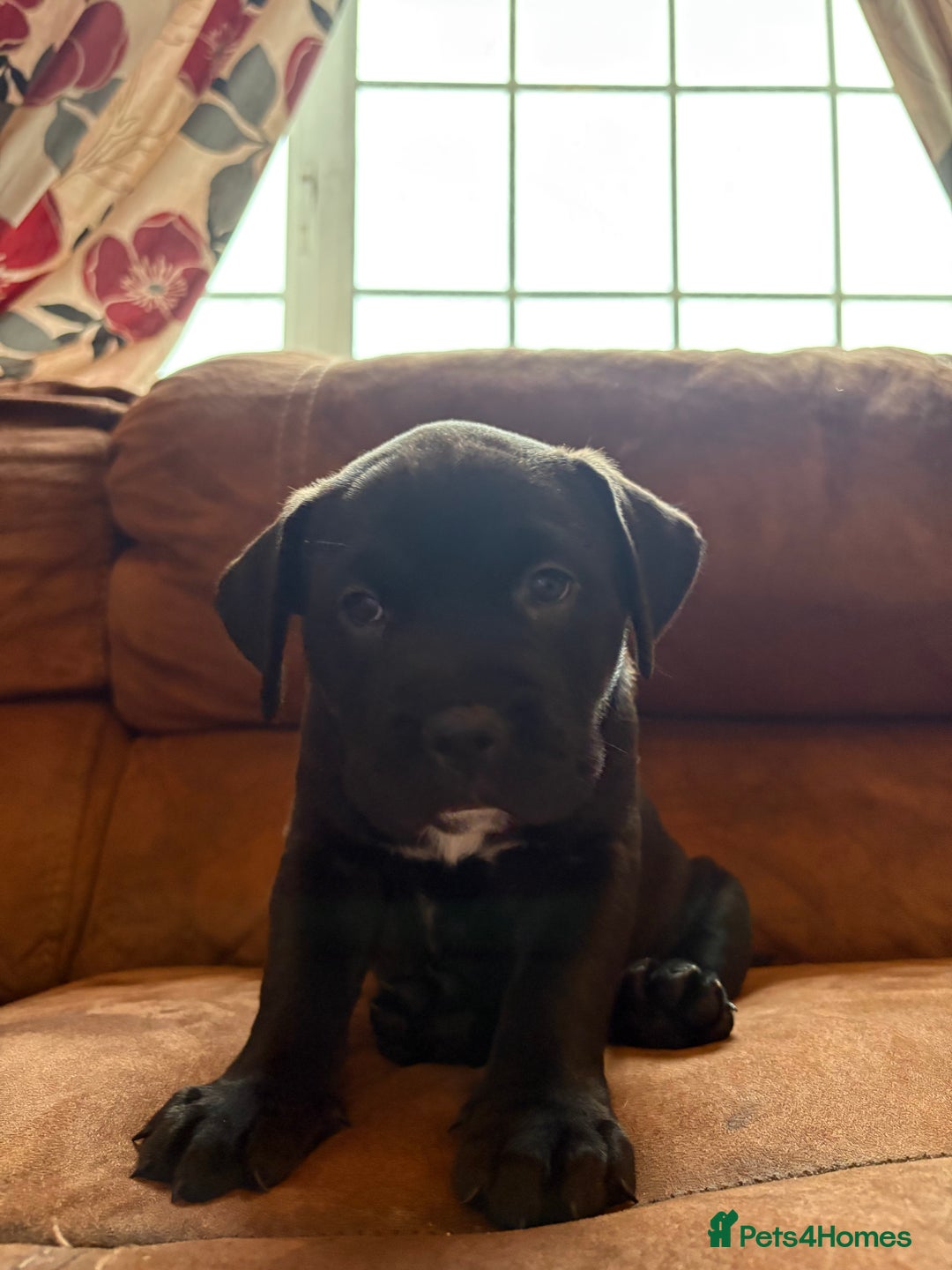 Mixed Breed dogs for sale: Bullador puppies  - Image 4