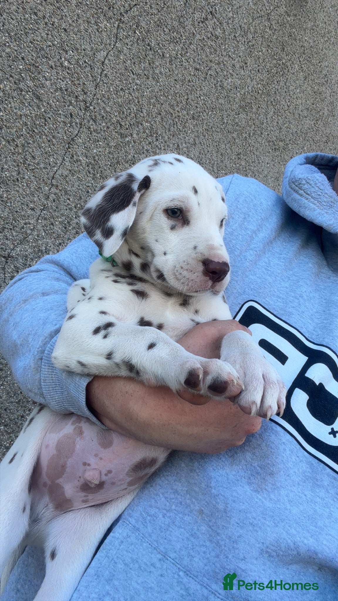 Dalmatian dogs Dalmatian puppies  - Advert 2