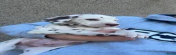 Dalmatian dogs for sale: Dalmatian puppies  in Newry - Advert 2