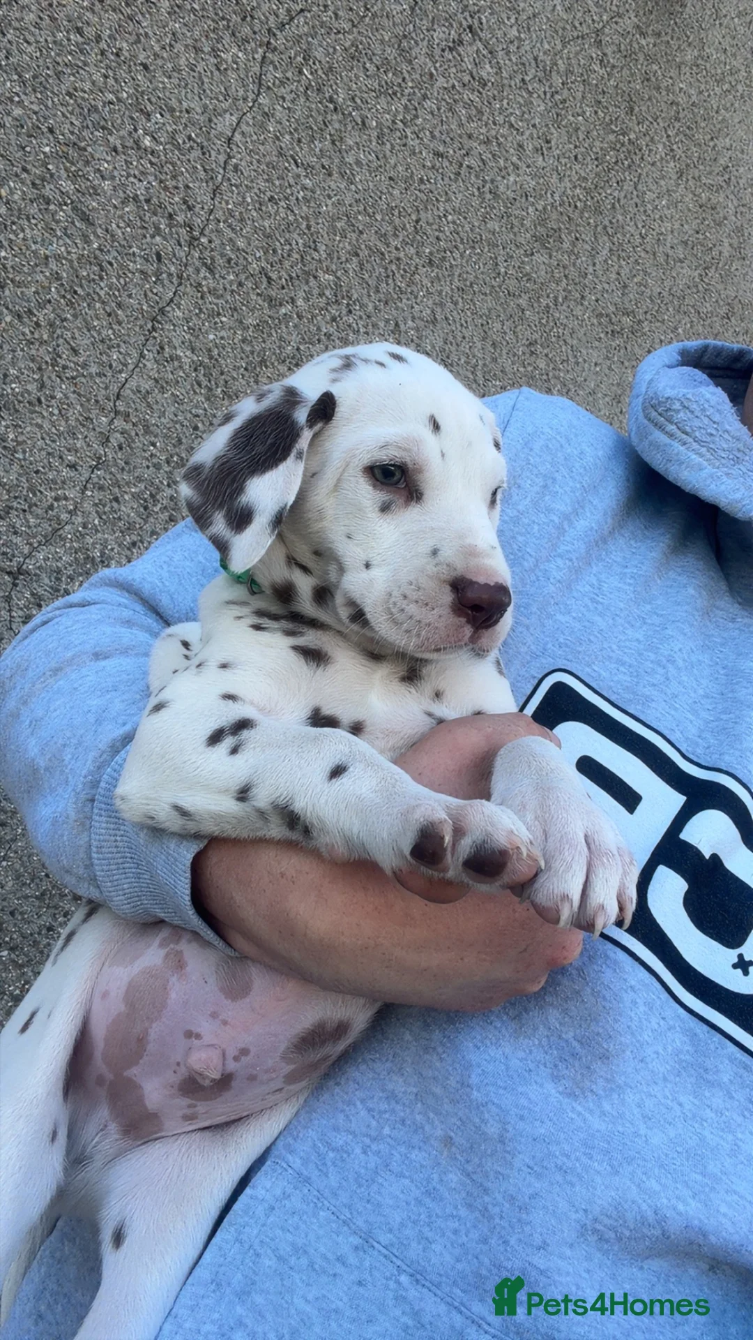 Dalmatian dogs for sale: Dalmatian puppies  in Newry - Advert 2