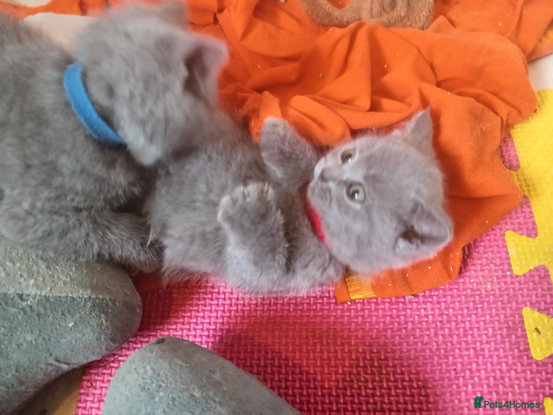 British Shorthair cats for sale: 4 British short hair lilac girls 1 choch torte boy - Image 4