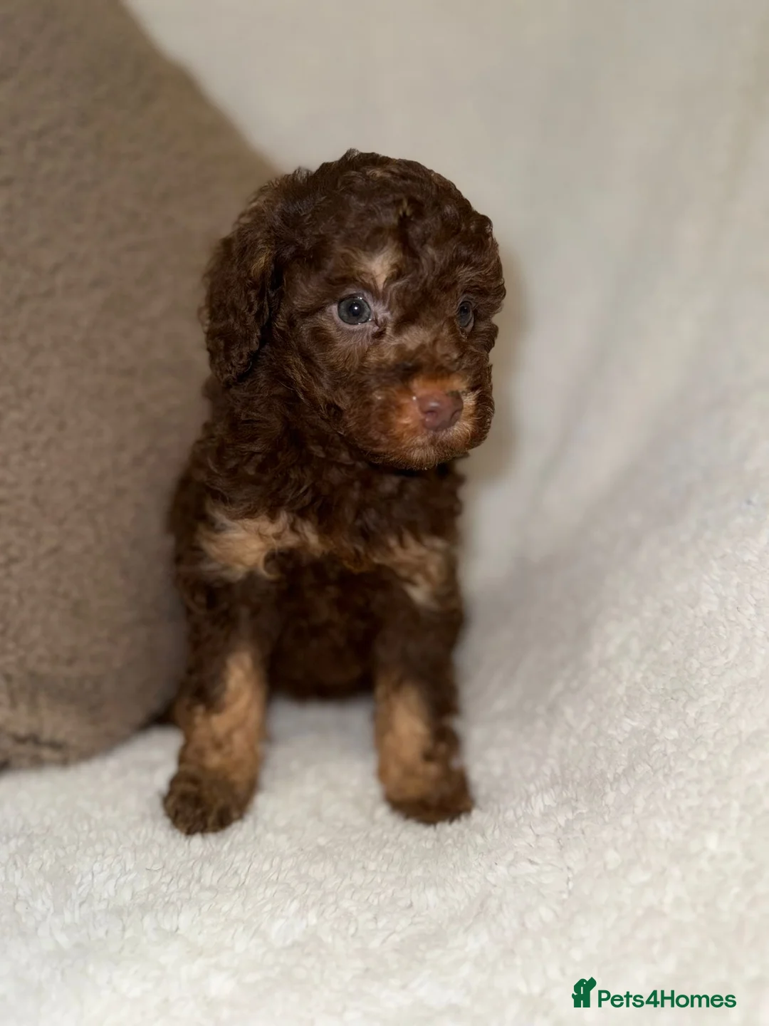 Miniature Poodle dogs for sale: Stunning Chocolate Miniature Poodles - Advert 16
