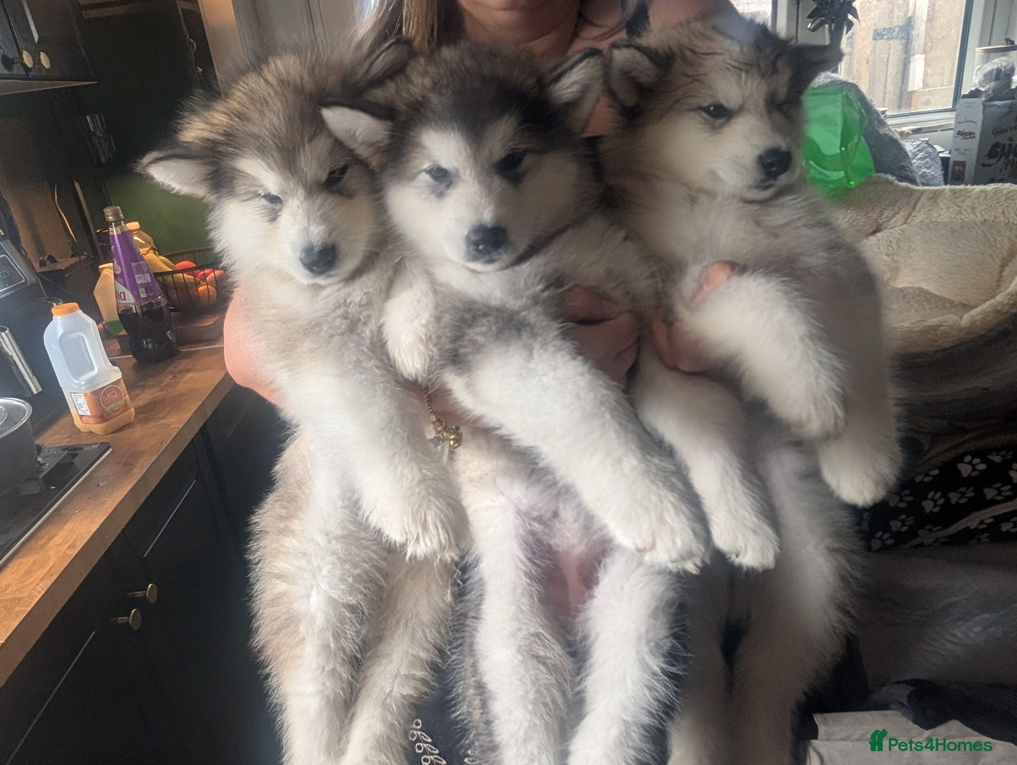Alaskan Malamute dogs 3 Kc Reg Alaskan Malamute puppies  - Advert 5