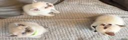 British Shorthair cats for sale: British shorthair colourpoint kittens  - Advert 20