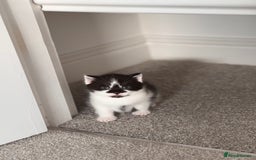 Mixed Breed cats for sale: 🐾 Half British Shorthair Kittens Available! 🐾 - Image 10