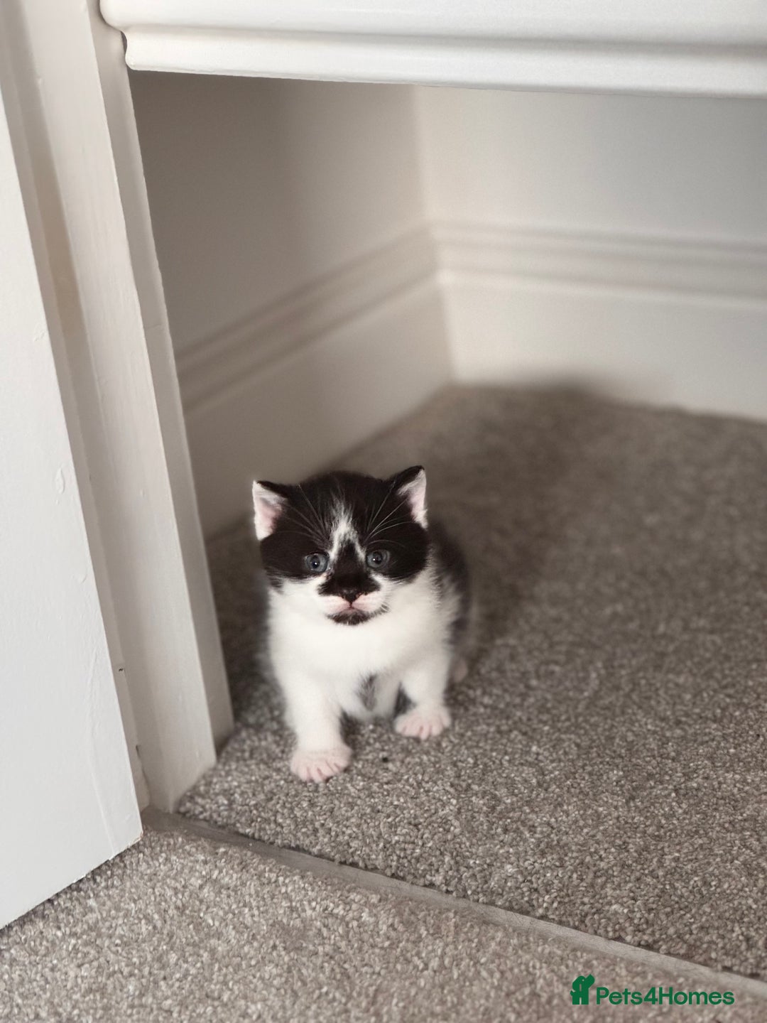Mixed Breed cats for sale: 🐾 Half British Shorthair Kittens Available! 🐾 - Image 10