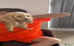 Miniature Dachshund dogs for sale: Kc English cream long haired miniature dachshund  - Image 7