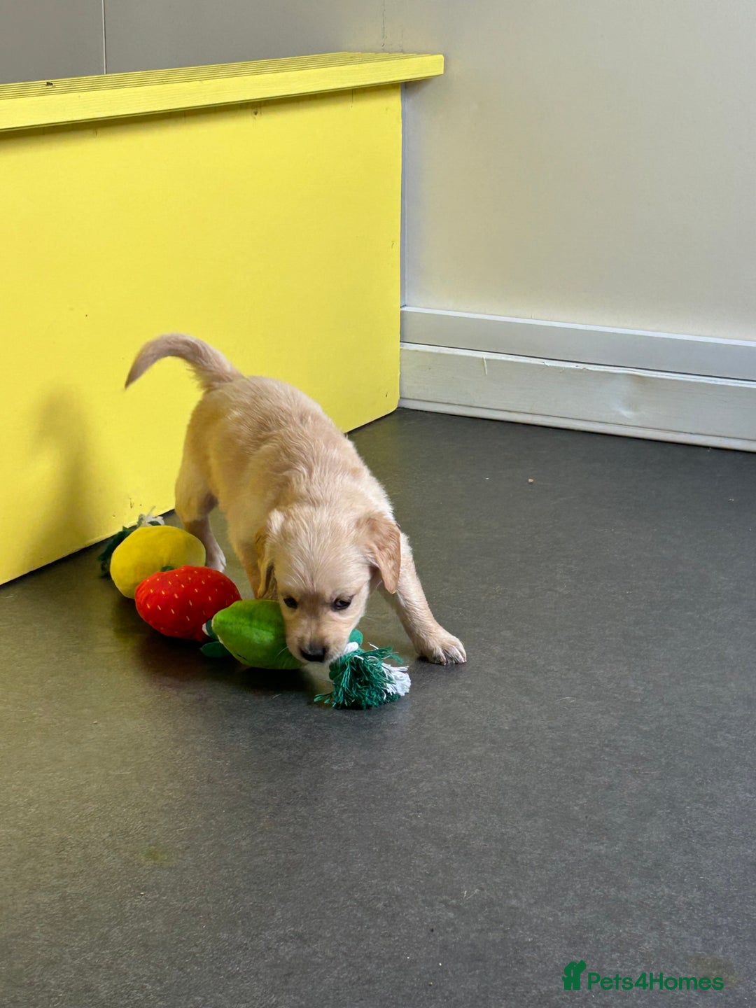Golden Retriever dogs for sale: Golden retriever puppies for sale  - Image 26