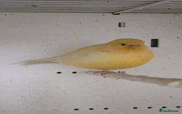 Canaries birds for sale: Canaries  - Image 22