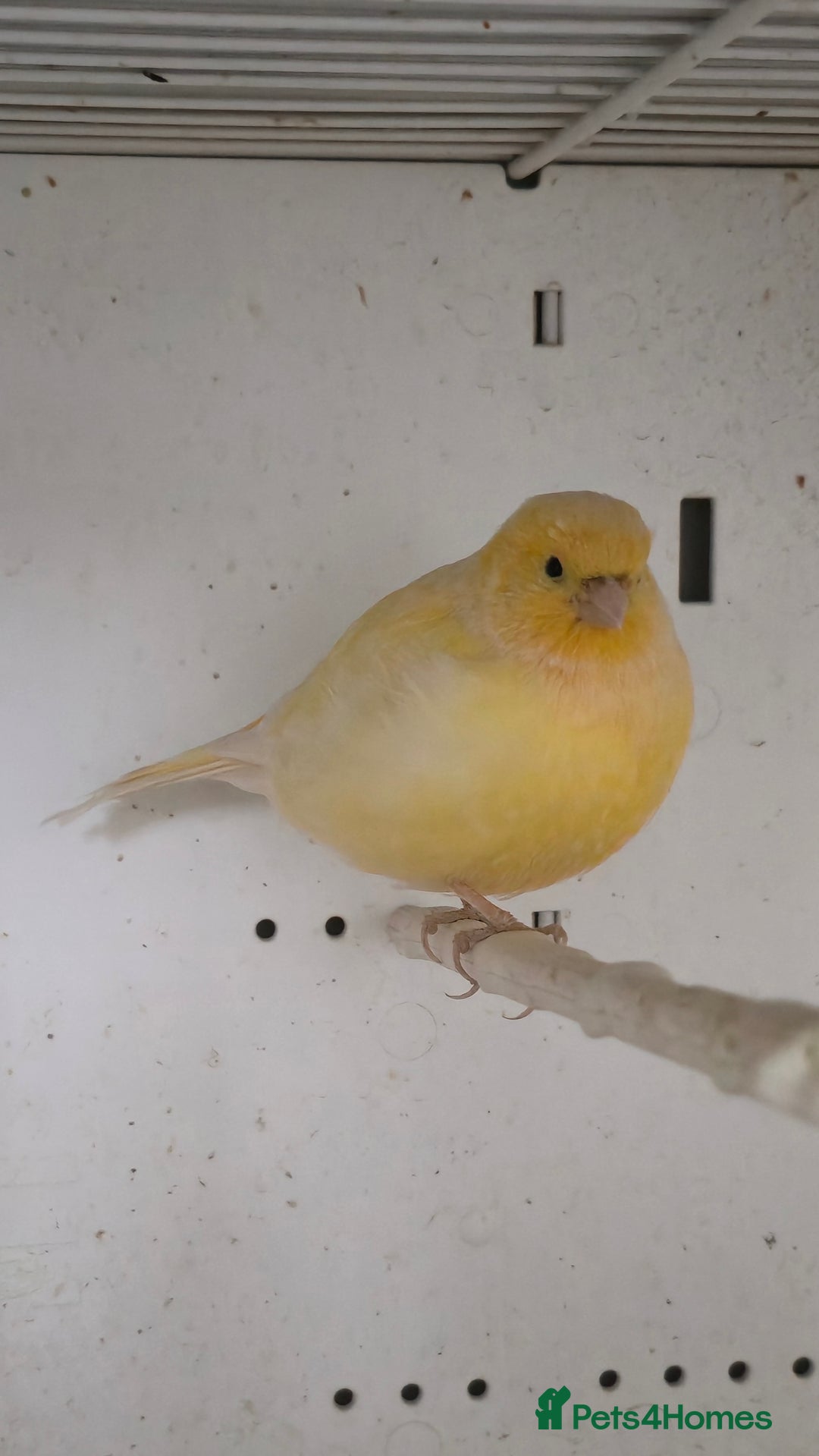 Canaries birds for sale: Canaries  - Image 22