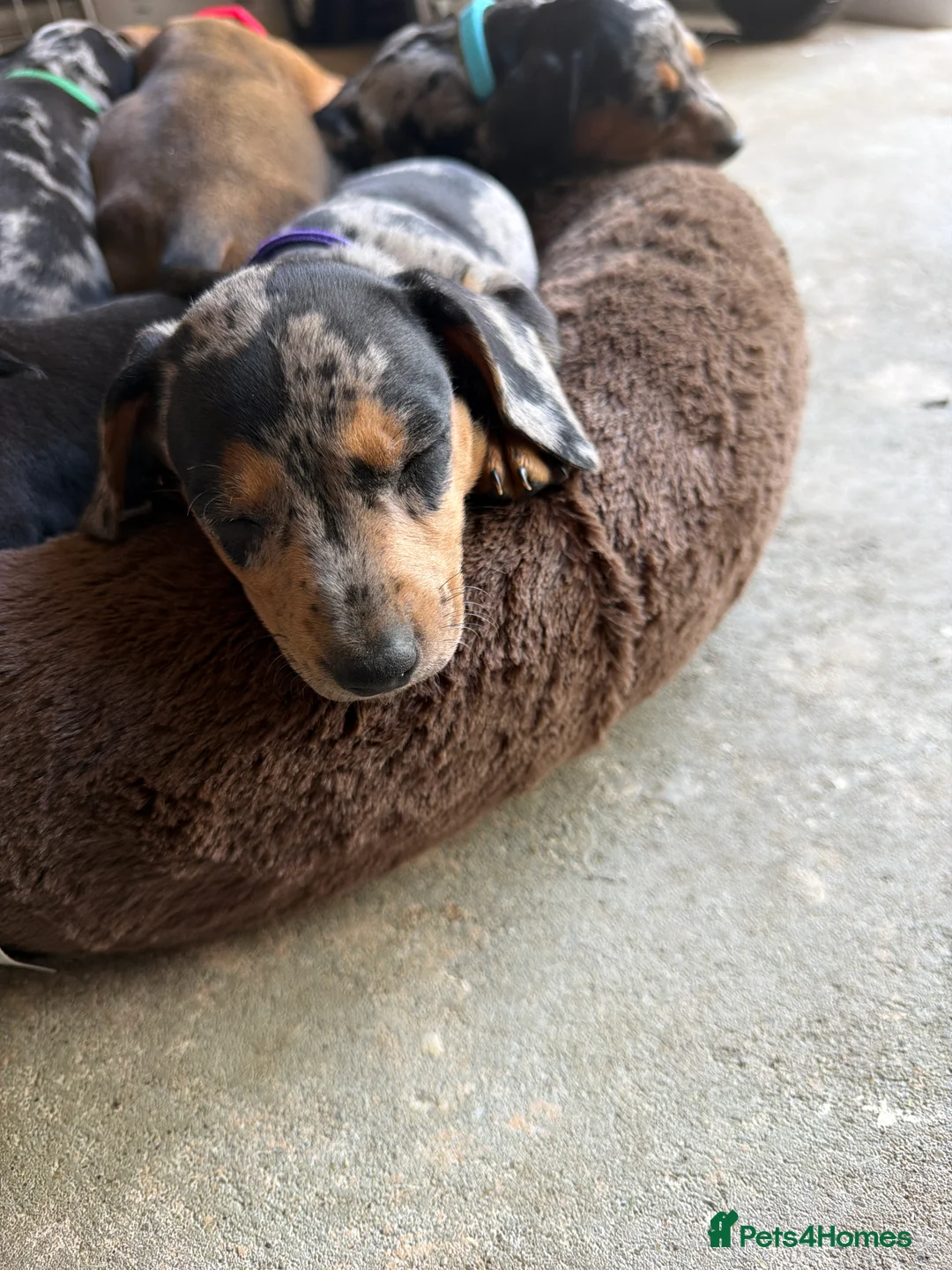 Dachshund dogs for sale: Dachshund puppies  - Advert 2