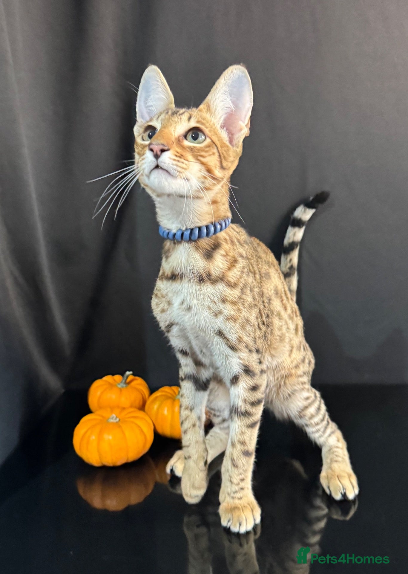 Savannah cats 2 and 3 months old. Tica Regist. Savannahs - Advert 2