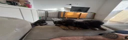German Shepherd dogs for sale:  KC REGISTERED LONG-COAT GERMAN SHEPHERDS  - Advert 11