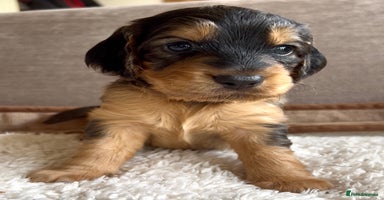 Cockapoo dogs F1B cockapoo puppies - Advert 11