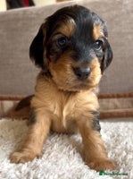 Cockapoo dogs F1B cockapoo puppies - Advert 11