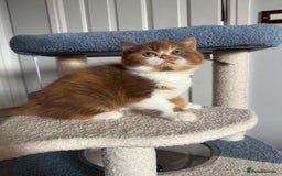 British Shorthair cats for sale: Gorgeous Cinnamon BSH and BLH kittens  - Image 5