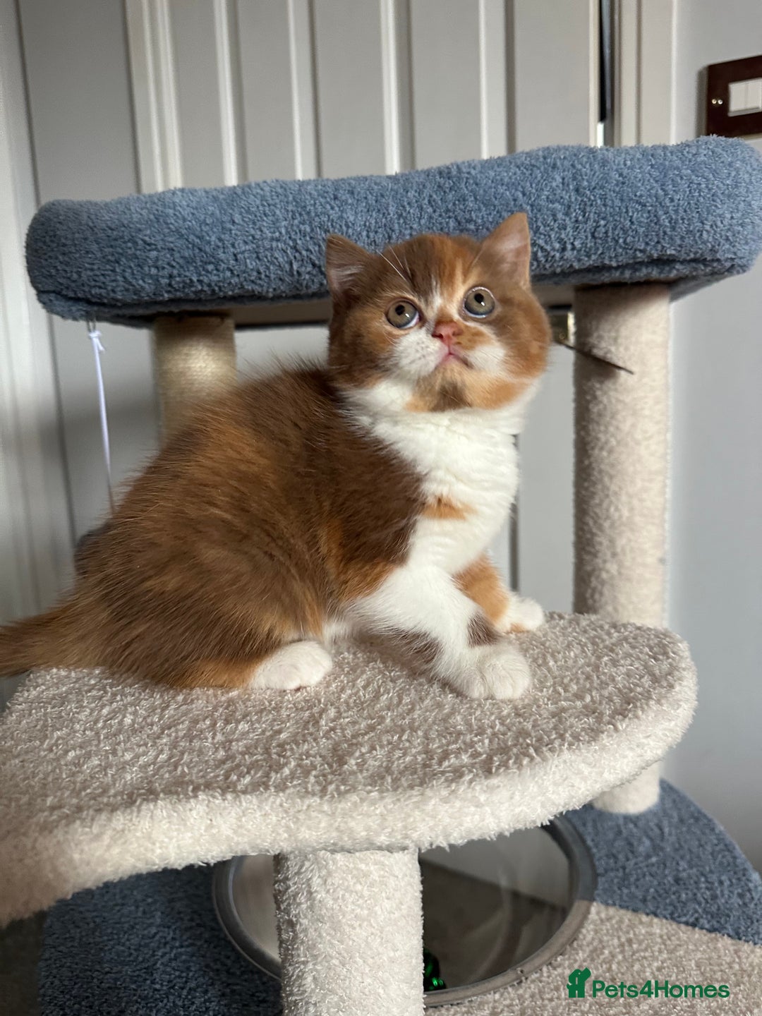 British Shorthair cats for sale: Gorgeous Cinnamon BSH and BLH kittens  - Image 5