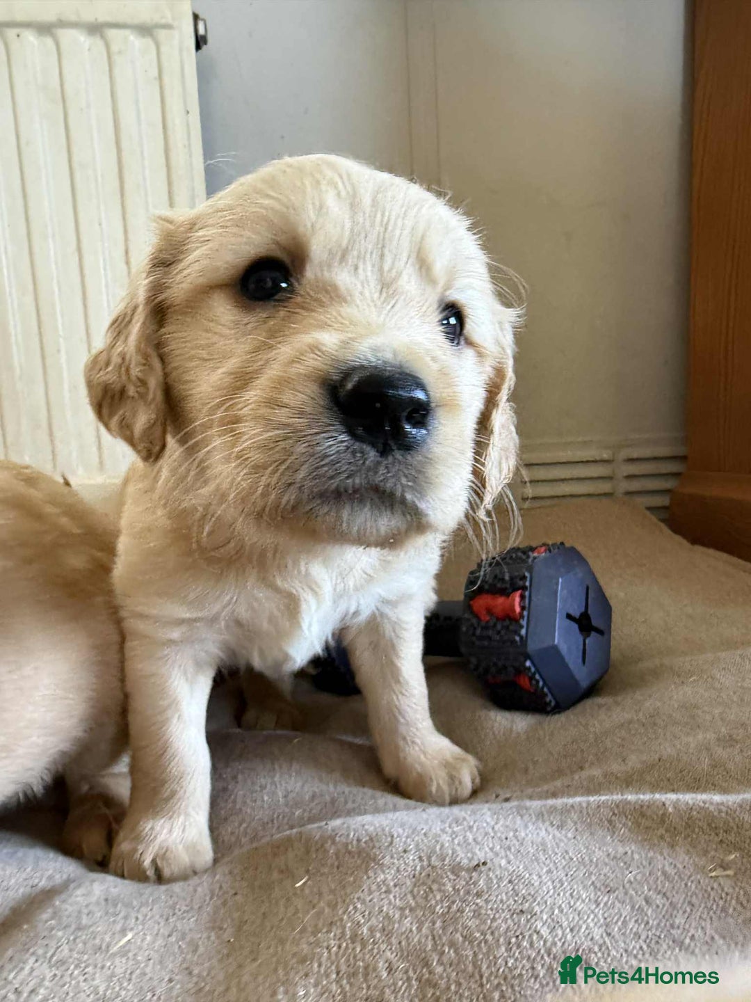 Golden Retriever dogs for sale: Stunning Top Quality Lines Golden Retriever Pups - Image 6