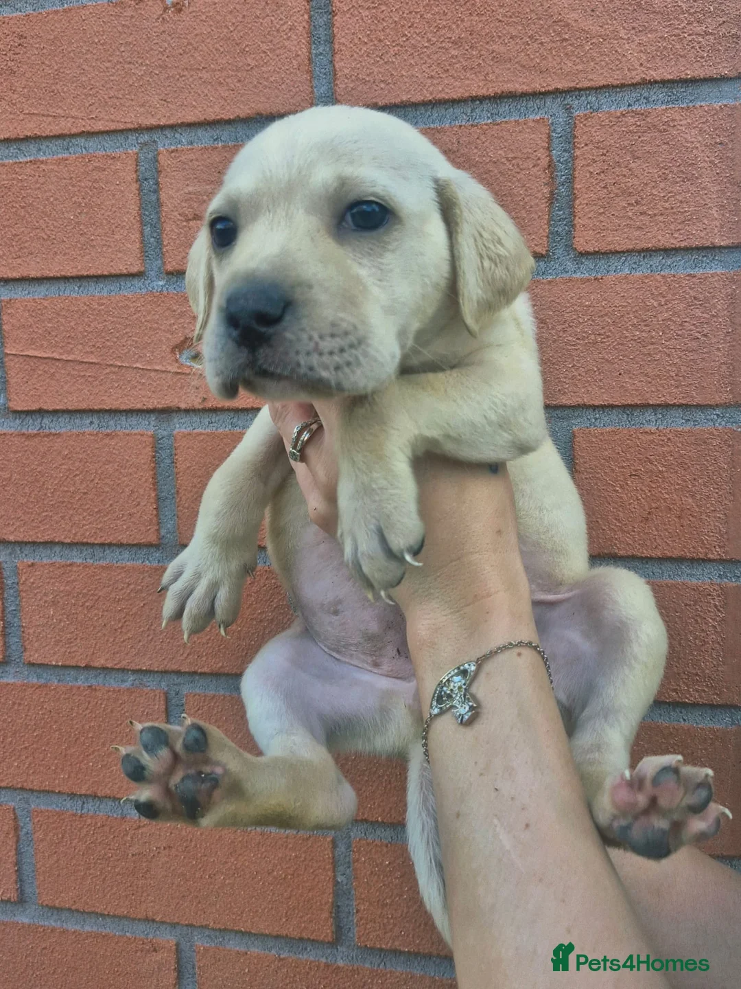 Mixed Breed dogs for sale: Labrador x american bulldog  - Advert 14