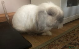 Mini Lop rabbits for sale: Male bunny mini loop  - Image 2