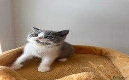British Shorthair cats for sale: 🐻 STUNNING GIRL GCCF REGISTERED REDUCED LAST 1 🐻 - Image 26