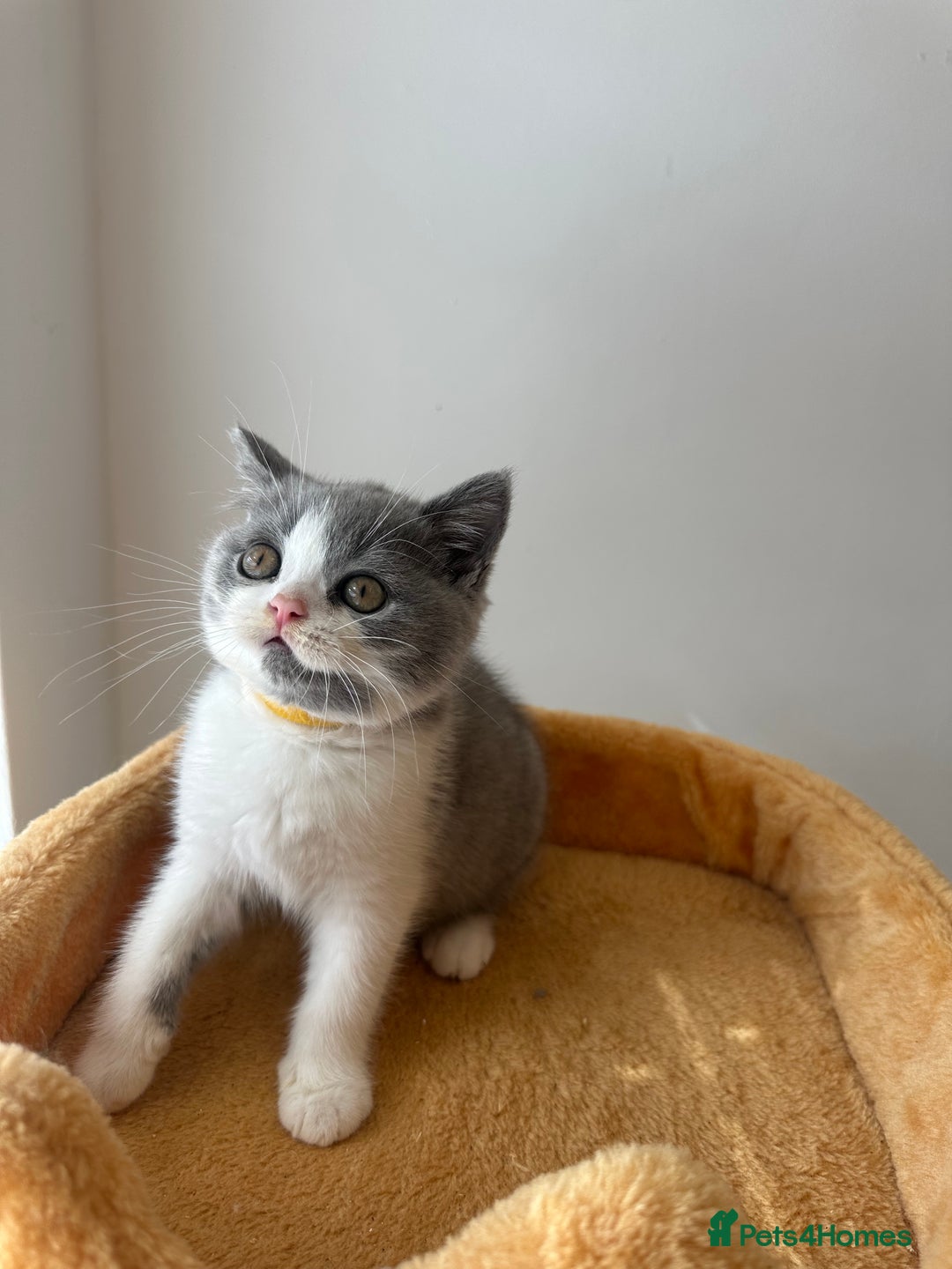 British Shorthair cats for sale: 🐻 STUNNING GIRL GCCF REGISTERED REDUCED LAST 1 🐻 - Image 26