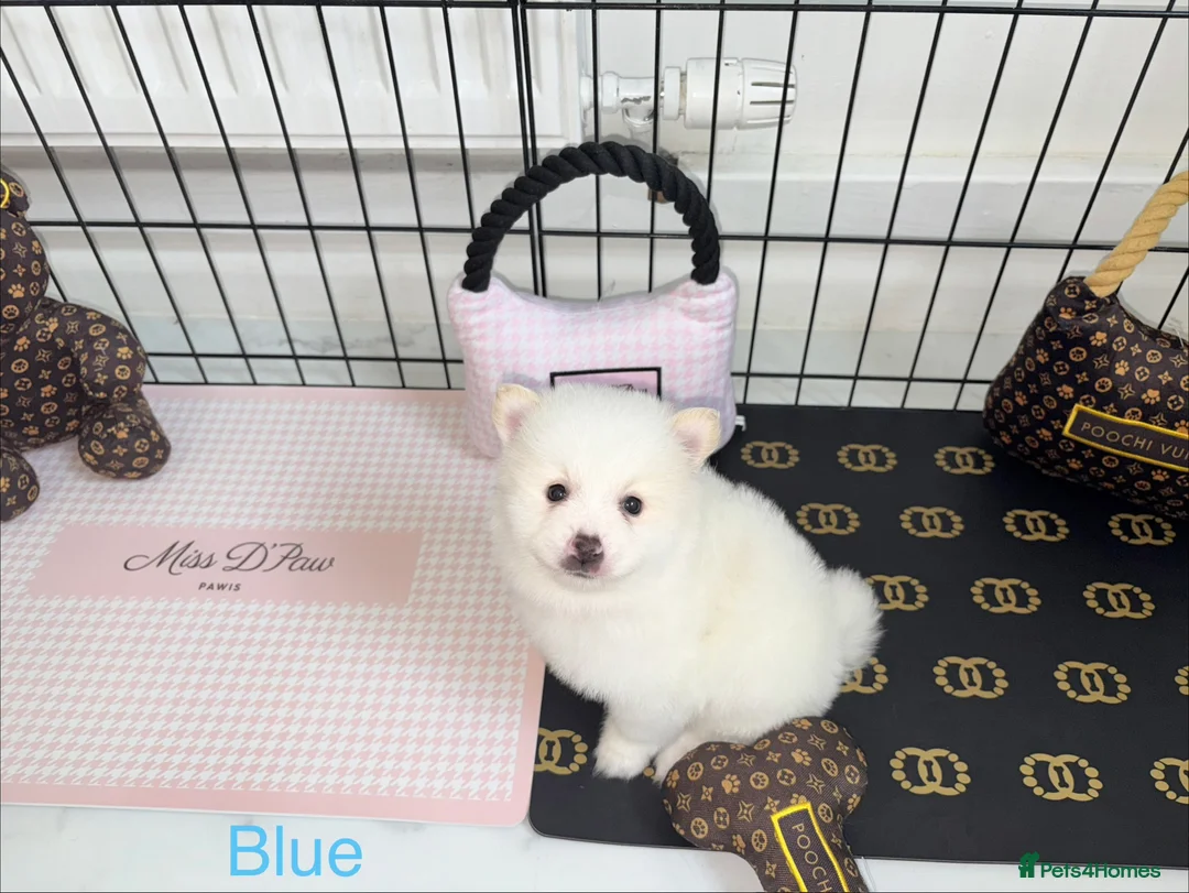 Japanese Spitz dogs for sale: Beautiful Japanese spitz puppy’s  - Advert 19