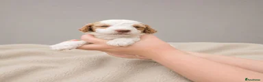 Cockapoo 3